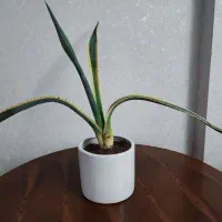 گل با گلدون سفالی