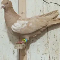 کفتر پرشی|پرنده|اسفراین, |دیوار