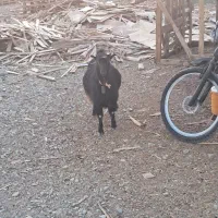 یک عدد بز ماده آوستن|حیوانات مزرعه|محمدشهر, ولدآباد|دیوار