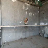 مرغ و خروس|حیوانات مزرعه|بندر کنگان, |دیوار