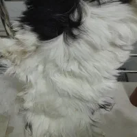 پوست بز