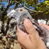 کبوتر مسافتی وحشی