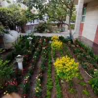 تعویض خاک گلدان و باغچه کاری گیاه پزشک در محل|خدمات باغبانی و درختکاری|تهران, سعادت‌آباد|دیوار