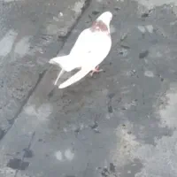 کفتر طوق|پرنده|جوانرود, |دیوار