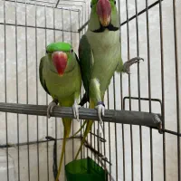 شاه طوطی نر و ماده رام و دستی