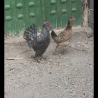 مرغ و خروس