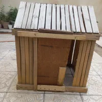 لونه سگ یا برا مرغ و خروس