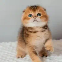 گربه اسکاتیش بلک گلد