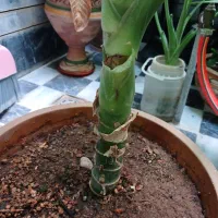 گلها ی زیبا|گل و گیاه طبیعی|کرمانشاه, |دیوار