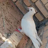کبوتر طوقی آجری ماده .ملایری ماده معاوضه با دوکت