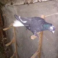 کفترسرور دم سفیدنر