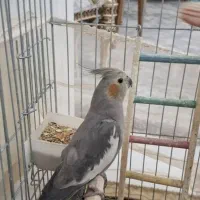 پرنده