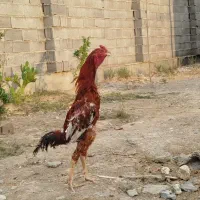 شش تا لاری با گنجه