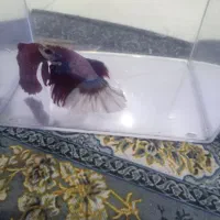 ماهی فایتر|ماهی|رشت, معلم|دیوار