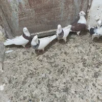 کبوتر|پرنده|قروه, |دیوار