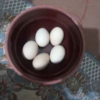 تخم مرغ برهما