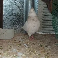 طوق هفرنگ|پرنده|فردوس (خراسان), |دیوار