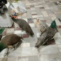 فروش‌4تا‌جوجه‌طاوس|پرنده|کاشمر, |دیوار