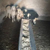 بره نژاددار ماده قیمت مناسب بردسیر|حیوانات مزرعه|کرمان, |دیوار