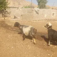 دو راس میش ترکی