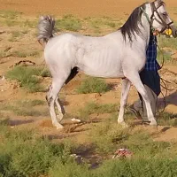 اسب کورد فروشی ۵سال