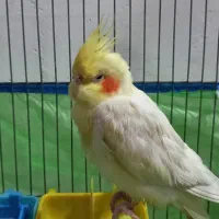 گمشده|حیوانات|قم, قلعه کامکار|دیوار