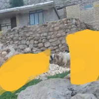 ۲۳بز و ۱بهده گمشده|حیوانات|مسجد سلیمان, |دیوار