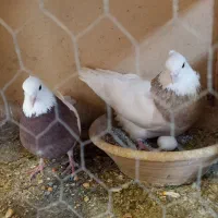 کفتر