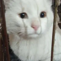 فروشی|گربه|ماکو, |دیوار