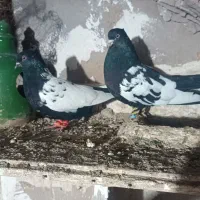 سلام خدمت دوستان عزیز