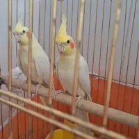 عروس هلندی لوتینو مولد با قفس و جوجه