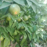 خانه-ویلایی