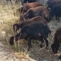 بره نر چاق