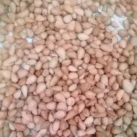 بادام تلخ تازه ۱۵۰