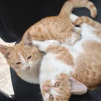 واگذاری بچه گربه