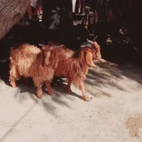 تعداد ۱۰عدد کهره نر|حیوانات مزرعه|قرقری, |دیوار