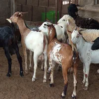 کهره بره نری نزار بزداشتی