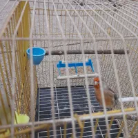 سهره.قناری.۷ماهه