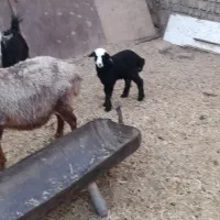 میش و بره جوان|حیوانات مزرعه|جوادآباد, |دیوار