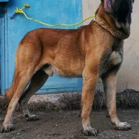 سگ سرابی ۳سال نیم چهارستون بدن سالم|سگ|اردبیل, |دیوار