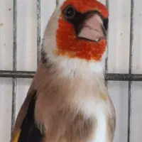 ماده سهره سنم