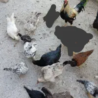 مرغ و خروس و جوجه دو رگه سالم سالم