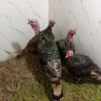 بوقلمو ۴عدد