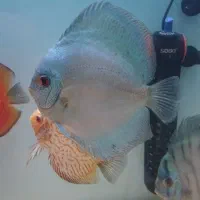 آکواریوم APA و فیلتر سطلی دیسکس|ماهی|شیراز, آبیاری|دیوار