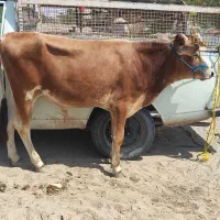 خریدار گاو و گوساله نر ماده با بالاترین قیمت