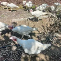 بوقلمون بیوتی