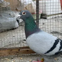 سبز خطی آلمانی گرفتنی