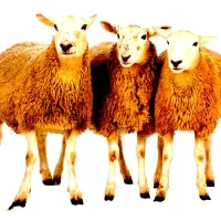 جشنواره*فروش گسترده دام زنده/گوساله گوسفند»خونی»