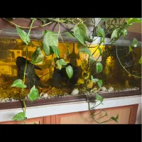 اکواریوم با ماهی گوشتخوار و همه لوازم