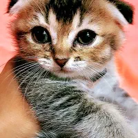 گربه اسکاتیش|گربه|تهران, سردارجنگل|دیوار